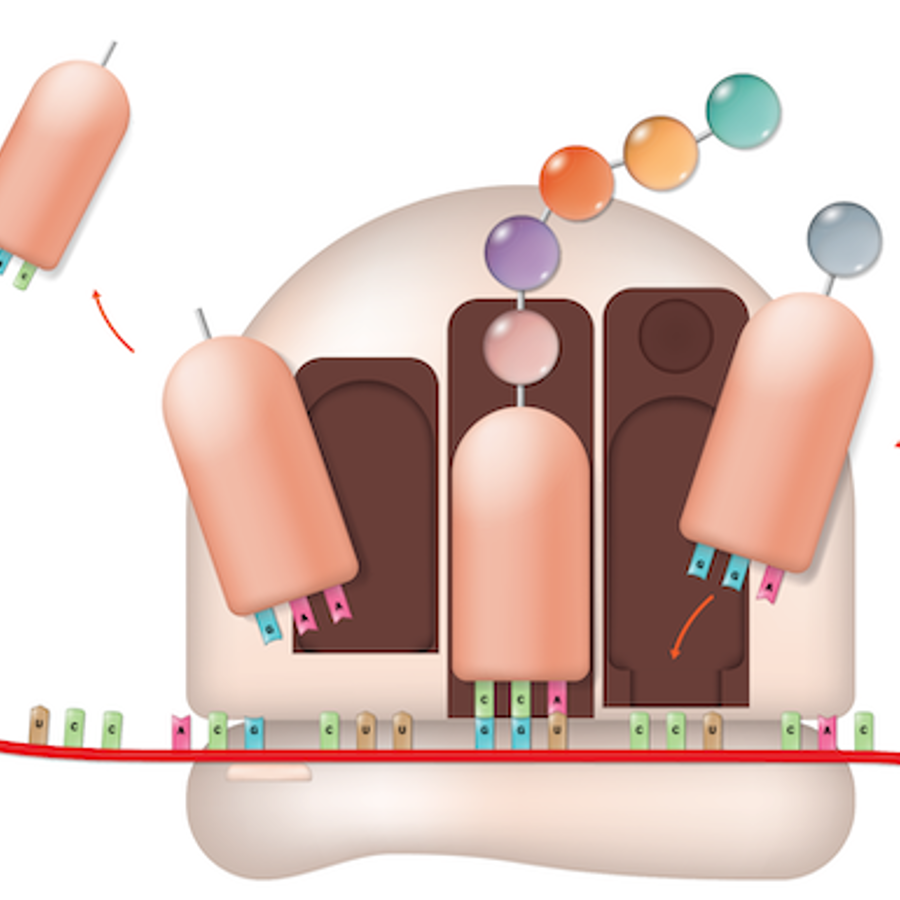 Ribosome translation.