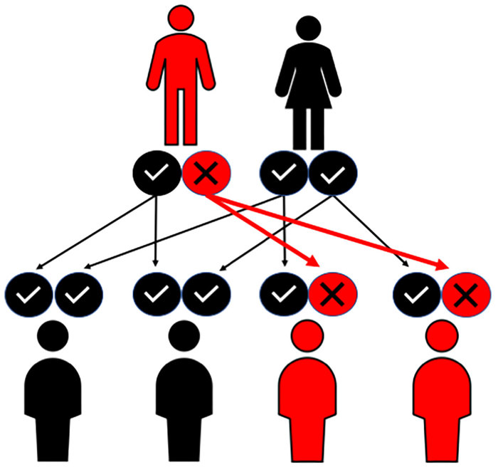 Autosomal dominant inheritance.