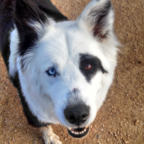 Dog with one blue eye and one brown eye.