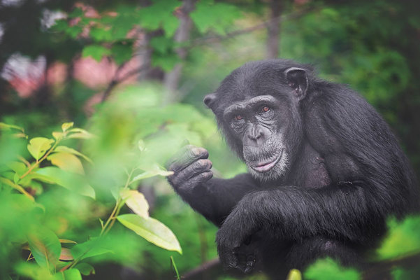 Chimpanzee sitting among trees.