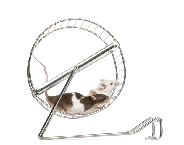 Image of mice running on a wheel