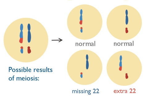 Meiosis after balanced translocation.