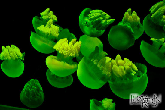 Glowing green jellyfish.