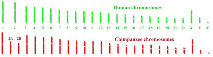 Human and chimp chromosomes.