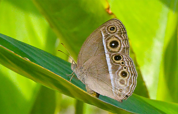 Bicyclus anynana butterfly.