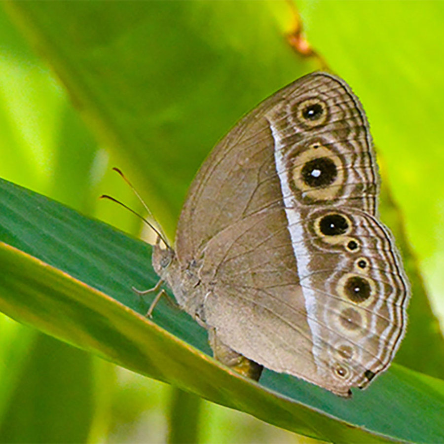 Bicyclus anynana butterfly.