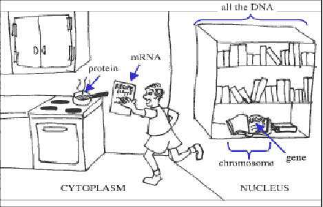 DNA as a cookbook.