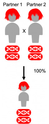 Genetic inheritance in a family where both parents have red hair.