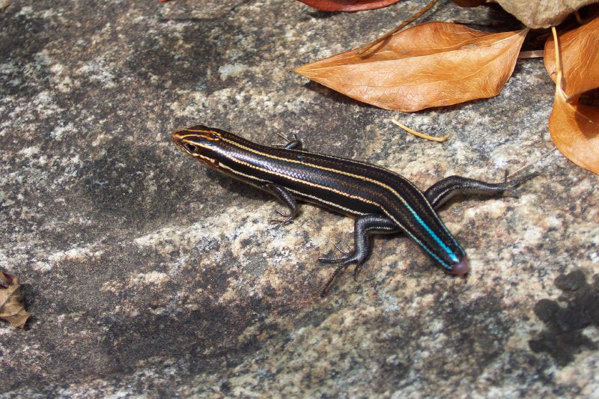 A salamander regrowing its tail.