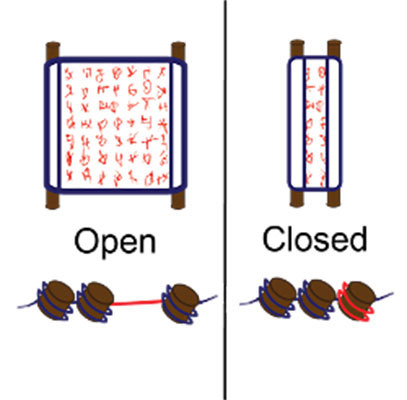 Open scroll and open DNA, closed scroll and closed DNA.