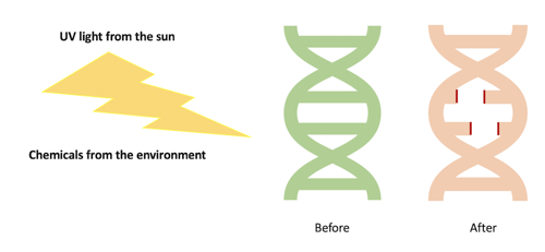 DNA mutation