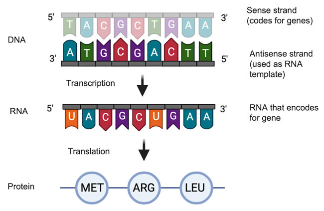 Two stranded DNA that is followed by an single stranded RNA strand and then followed protein.