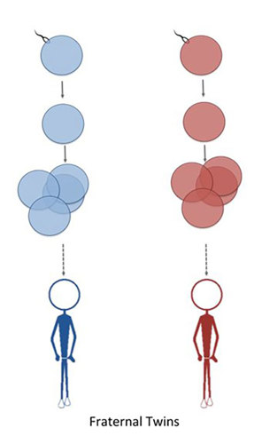 Fraternal twins from two separate fertilized eggs.