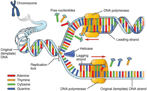 DNA replication.