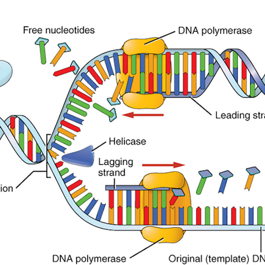 DNA replication.