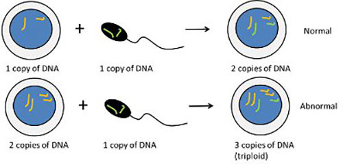 Triploid cells.