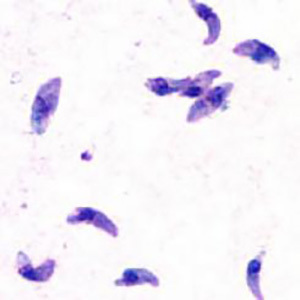 Toxoplasma gondii parasite.