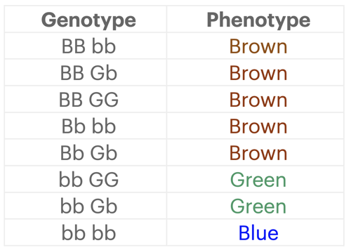 Possible gene combinations.