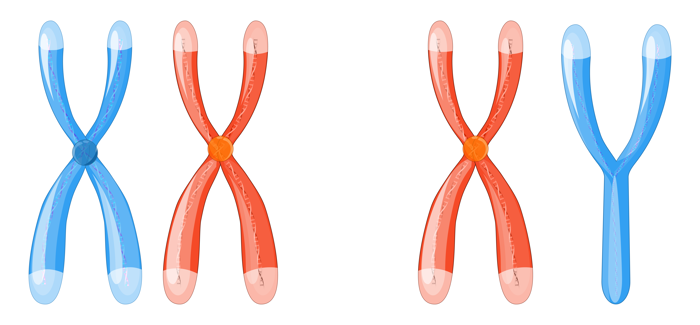 X and Y chromosomes.