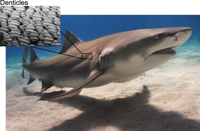 Image of a lemon shark swimming in the ocean, with an inset showing a magnified image of the tooth-like denticles coating the shark’s skin.