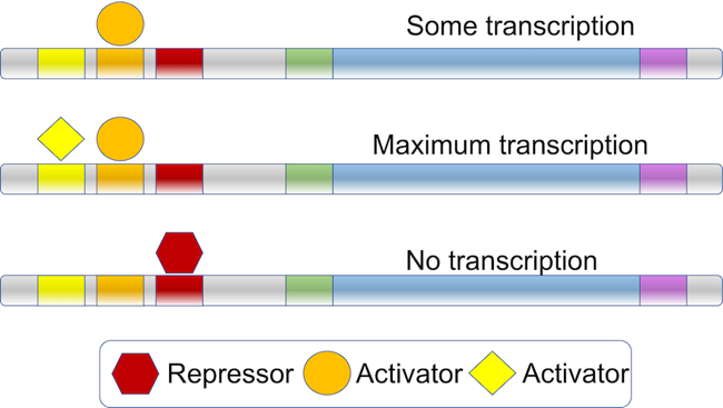 When one activator is bound near the gene, there is some transcription. When two activators are bound there is maximum transcription. When a repressor is bound, there is no transcription.
