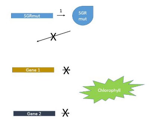 Molecular mechanism of SGR gene in green peas.
