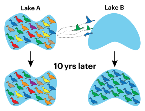 Lake A has many colored ducks at the beginning and end; Lake B is founded by four green and blue ducks that only have blue and green offspring.