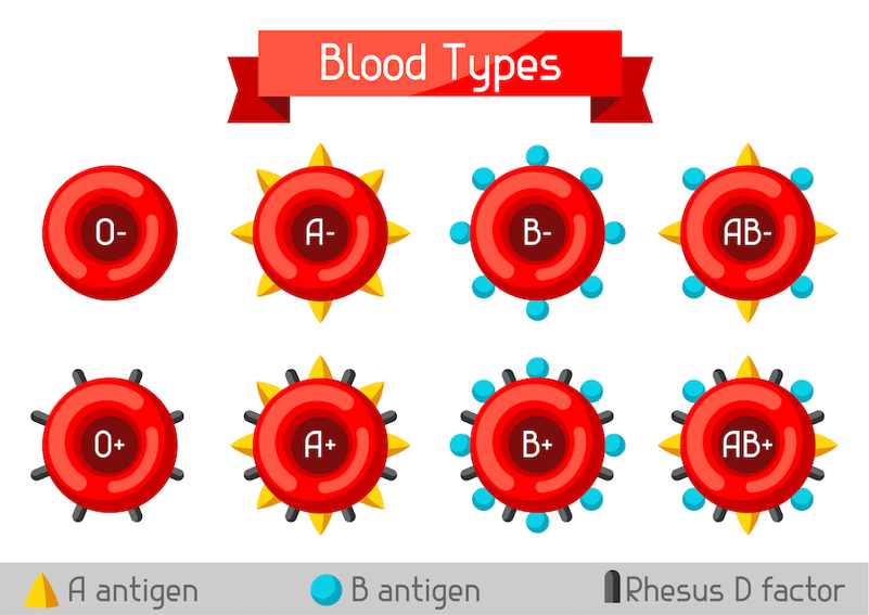 Blood cells with different combinations of A antigen, B antigen, and Rh factor to make the 8 standard blood types.