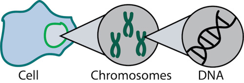 Zooming in on DNA in a cell.