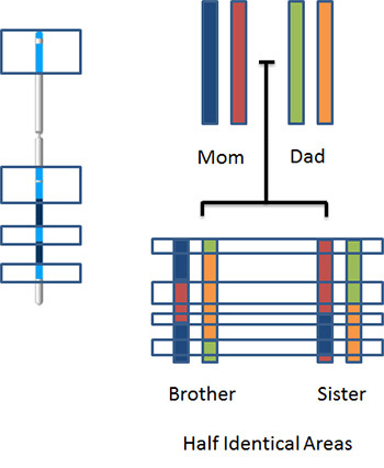 Shared chromosome areas.