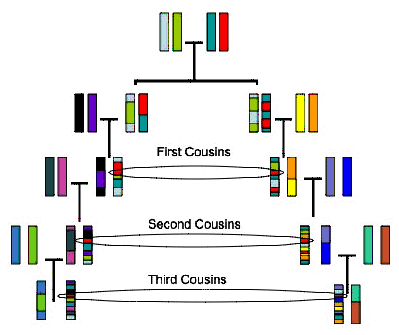 Family tree showing shared DNA between distant cousins.