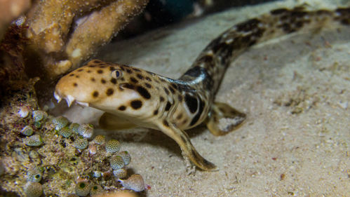 An image of a walking shark using its fins to ‘walk’ along a reef.