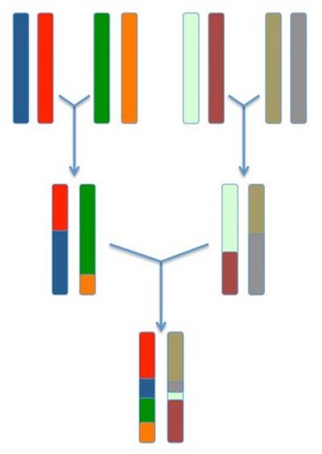 Chromosome recombination