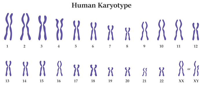 Human karyotype.