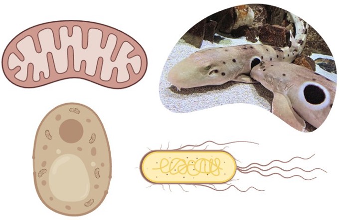 On the top left, a pink mitochondria with a beige inner membrane. On the top right, two sharks laying on white sand with rocks in the background. The sharks have a rounded head, barbels, and rounded fins. They are spotted with one large black circle outlined in white on their sides. On the bottom left, a single yeast cell is shown. It is rounded, brown, and some small organelles (mitochondria, vacuole, nucleus) are shown inside the cell. On the bottom right, a yellow bacterial cell with flagella (long squiggly extensions) on its sides and bottom is shown. Its DNA, in the center as darker yellow lines, is free-floating as bacteria have no nucleus.