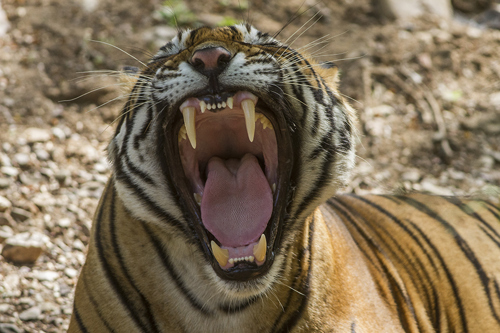 Tiger with wide open mouth