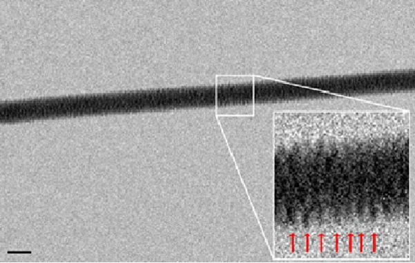 Electron microscopy image of DNA
