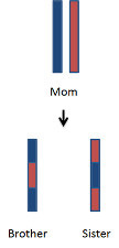 Recombined chromosomes.