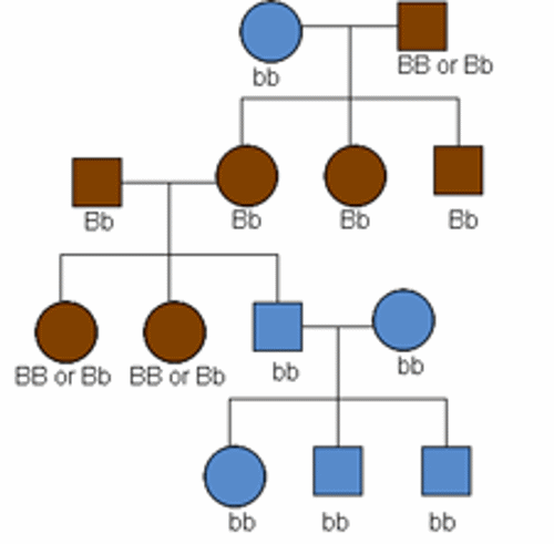 Same tree as above, with genotypes