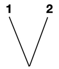 Phylogenetic tree.