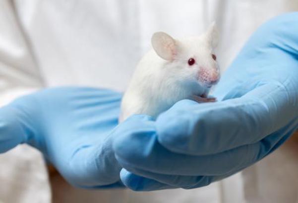 Gloved hands holding a white lab mouse.