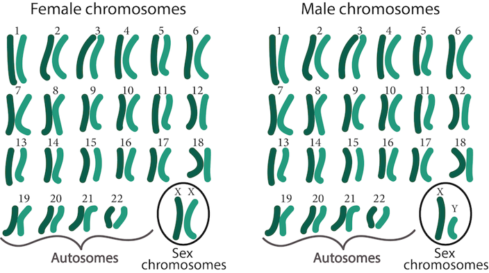 Female vs male chromosomes
