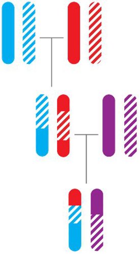 Multi-generation unrelated pedigree.