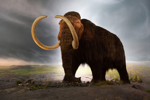 Woolly mammoth.