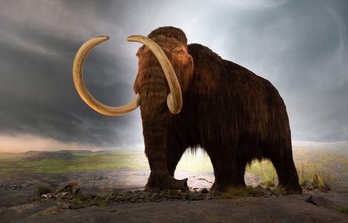 Woolly mammoth.