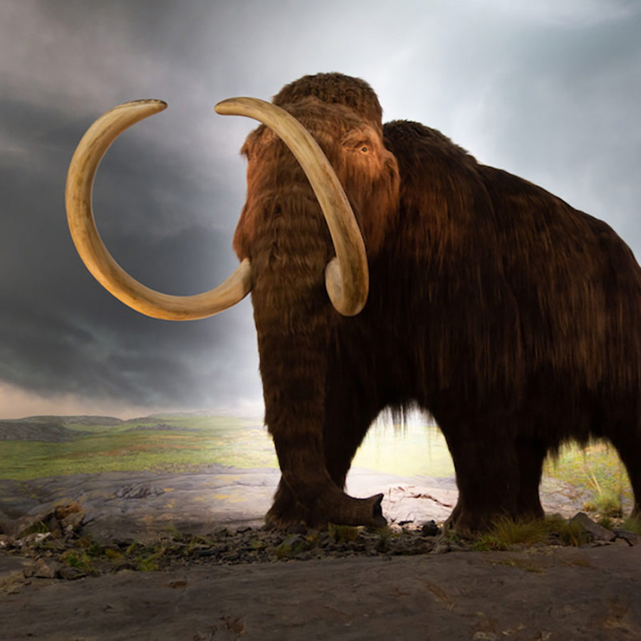 Woolly mammoth.