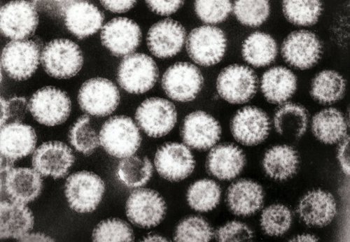 Virus particles