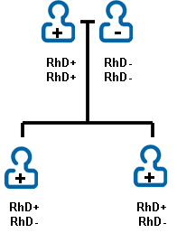 RhD family tree.