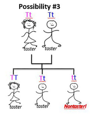 Two taster (Tt) parents with 3 different children: TT, Tt, and tt.