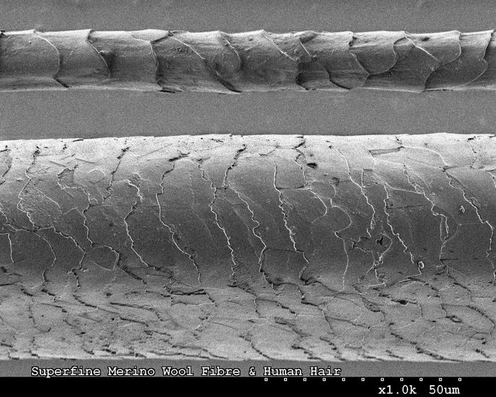 Merino wool strand vs human hair.